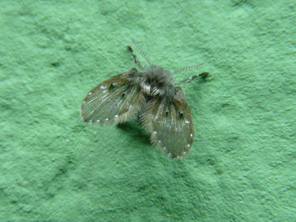FIGURE 1 FIGURE 1